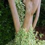 Hedera helix 'Goldchild'